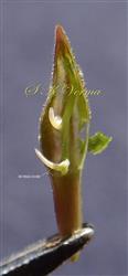  Retinacula in Capsule